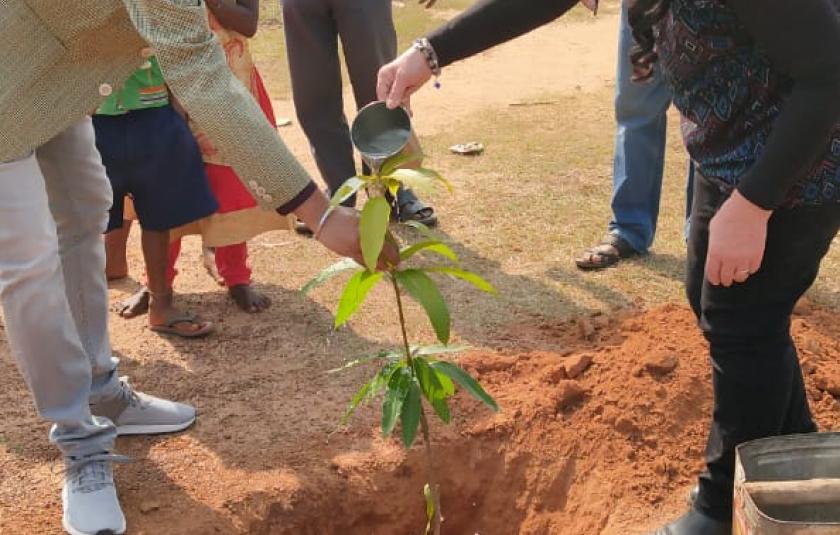 Mango Trees - Sister Nivedita Peace CC and Palki Peace CC