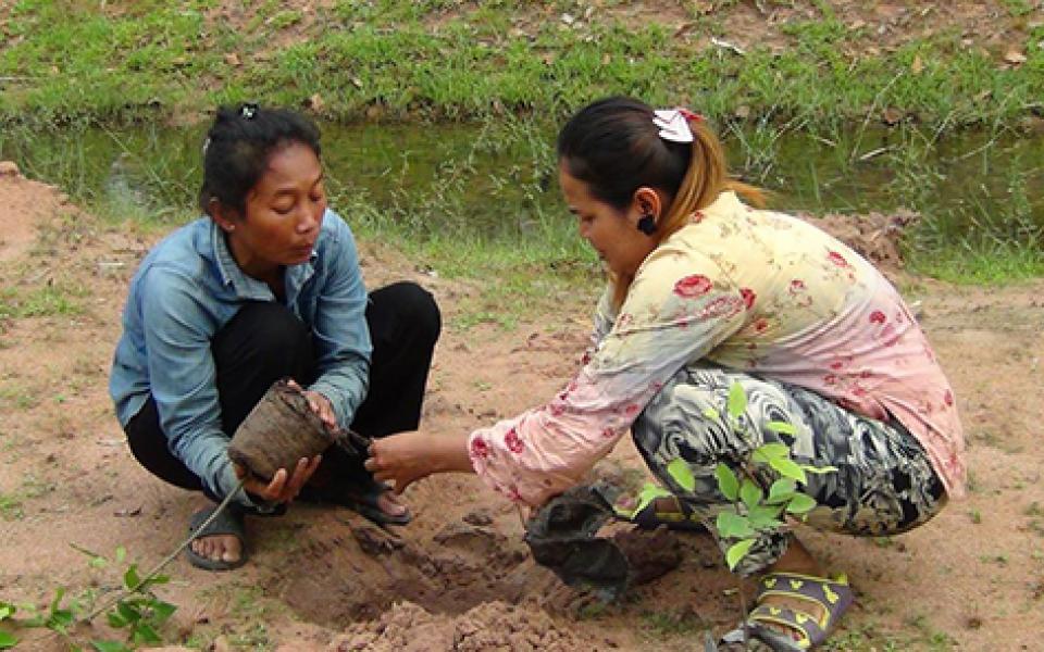 PLANTING TREES