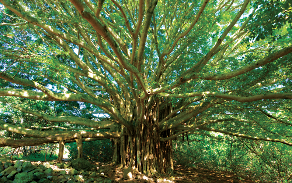 banyan.png 