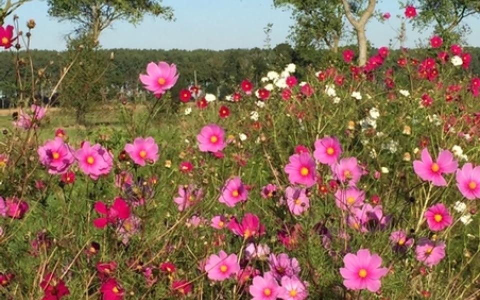 flowers in a garden 