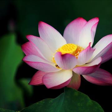 Lotus